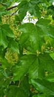 Acer Pseudoplatanus Negenia or Negenia Sycamore, vigorous & conical with large dark green red-stalked leaves.
