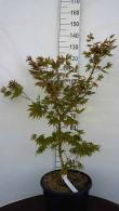 Acer Pseudosieboldianum North Wind False Siebolds Maple - Jack Frost Hybrid