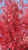 Acer Rubrum Red Sunset, a beautiful deciduous variety of Maple tree with spectacular autumn coloured foliage, buy online UK delivery.