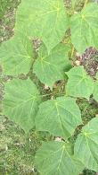 Acer Rufinerve Snake Bark Maple trees for sale online with UK delivery.