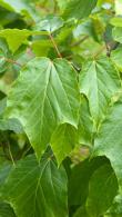 Acer Rufinerve Snake Bark Maple trees for sale online with UK delivery.
