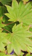 Acer Shirasawanum Jordan Golden Leaved Maple