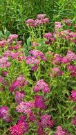 Achillea Millefolium Cerise Queen. Yarrow Cerise Queen, flowering perennials for sale online UK delivery.