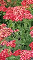Achillea Millefolium Summer Berries. Achillea Summer Berries perennials for sale online with UK delivery