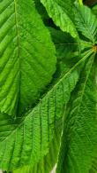 Aesculus Hippocastanum Baumannii, Baumanns Horse Chestnut trees, trees for large gardens, good quality trees for sale online UK delivery.