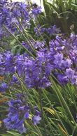 Agapanthus Africanus Blue Thunder African Lily