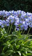 Agapanthus Africanus Pitchoune Blue African Lily Perennial