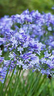 Agapanthus Blue Storm (African Lilly)