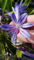 Agapanthus Peter Pan is also known as African Lily Peter Pan and is a Dwarf light blue flowering Agapanthus, buy UK.