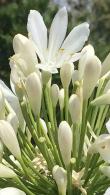 Agapanthus Praecox Getty White African Lily 