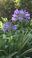 Agapanthus Queen Anne Lily of the Nile Queen Anne Perennial