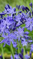 Agapanthus Orientalis Storm Cloud African Lily