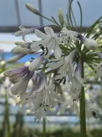 Striking African Lily with unique blue and white flowers.