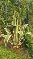 Variegated Agave Americana Variegata