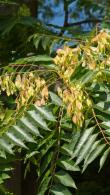 Mature Ailanthus Altissima. Tree of Heaven for Sale Online with UK delivery