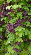 Akebia Quinata Chocolate Vine buy online, delivery to UK and Ireland.