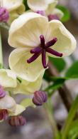 Akebia quinata Cream Form. Chocolate Vine Cream Form Climber for sale online UK delivery.