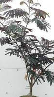 Albizia Julibrissin Evys Pride Persian Silk Chocolate Tree buy online with UK and Ireland delivery.