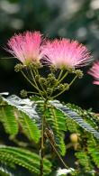 Albizia Julibrissin or Persian Silk Tree