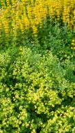 Alchemilla Mollis or Ladys Mantle Semi Evergreen Perennial 