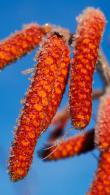 Red cone-like decorative fruit of Alnus Incana Aurea or Grey Alder Aurea