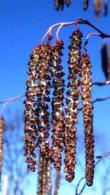 Alnus Spaethii or Spaeth’s Alder, fast growing hybrid alder with straight stem and narrow growth habit. Large leaves purplish when young.