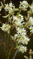 Amelanchier Rainbow Pillar - also known as columnar Snowy Mespilus Glenn Form, buy online UK delivery.