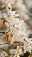 Amelanchier Robin Hill a pink and white flowering ornamental tree for sale online with UK delivery