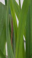 Andropogon Gerardii Red October is a prairie grass that is perfect for soil erosion control, it has very attractive foliage, for sale UK.
