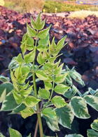 Aralia Elata Aureovariegata Angelica Tree