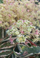 Aralia Elata Variegata or Variegated Japanese Angelica Tree