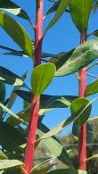 Arbutus Andrachnoides or Hybrid Strawberry Tree