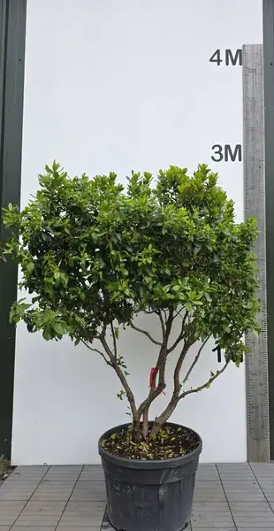 Arbutus Unedo Multi-Stemmed Tree 0028 - £1500 Unique Mature Specimen