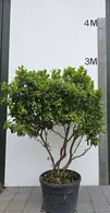 Arbutus Unedo Multi-Stemmed Tree 0028 - £1500 Unique Mature Specimen