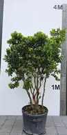 Arbutus Unedo Multi-Stemmed Tree 0029 - £1500 Unique Mature Specimen