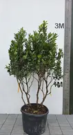 Arbutus Unedo Multi-Stemmed Tree 0016 - £1500 Unique Mature Specimen