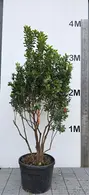 Arbutus Unedo Multi-Stemmed Tree 0017 - £1500 Unique Mature Specimen