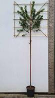 Pleached Arbutus Unedo Tree