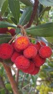 Arbutus Unedo, known as the Strawberry tree, lovely flowers and amazing edible fruits in autumn, we have trees and shrub specimens for sale UK.