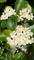 Aronia Melanocarpa Hugin Black Chokeberry produces an abundance of white flowers 