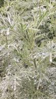 Artemisia Powis Castle. Wormwood Powis Castle or Mugwort, attractive Silver Foliage, buy online with UK delivery