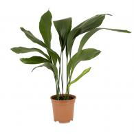 Aspidistra Elatior or Cast Iron plant, an indoor foliage plant that is easy to grow buy UK