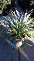 Astelia Silver Spear grasses for sale online from our London plant centre, UK