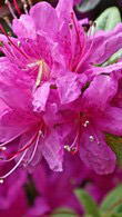 Azalea Obtusum Amoena - beautiful evergreen flowering shrub for sale online with UK delivery