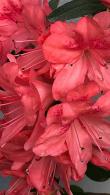 azalea-blaauws-pink-flowering