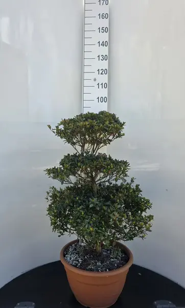 Azalea Blaauws Pink Cloud Tree 8446 -£450.00 Mature Specimen Japanese Maple