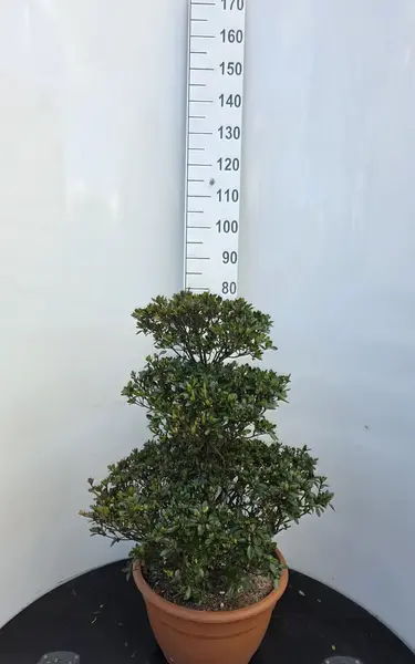 Azalea Blaauws Pink Cloud Tree 8447 -£450.00 Mature Specimen Japanese Maple