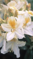Azalea Daviesii - deciduous azalea hybrid of the Ghent genus