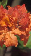Azalea Golden Eagle Flowering shrubs UK