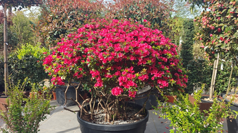 Azalea Hino Crimson with vivid crimson-red spring flowers